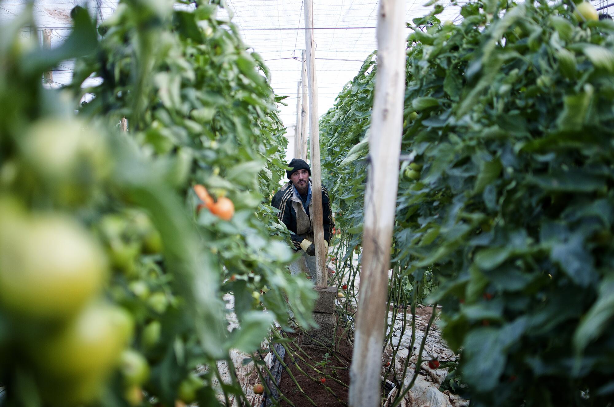 Invernaderos Cabo - 6